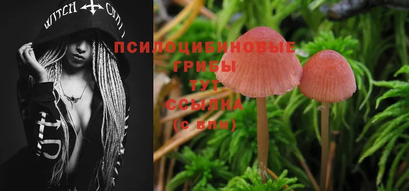 закладки  Спасск-Рязанский  Псилоцибиновые грибы Magic Shrooms 